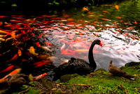 Black Swan and Friends