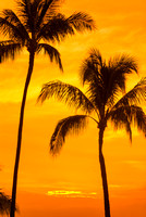 Palm Tree Silhouettes