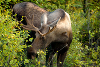 Young bull moose in Denali National Park, Alaska