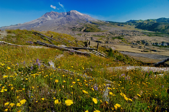 Mt. St. Helens with Wildflowers