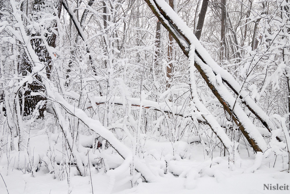 Forest in Snow Storm With Bent Trees, Joel Nisleit Photography.