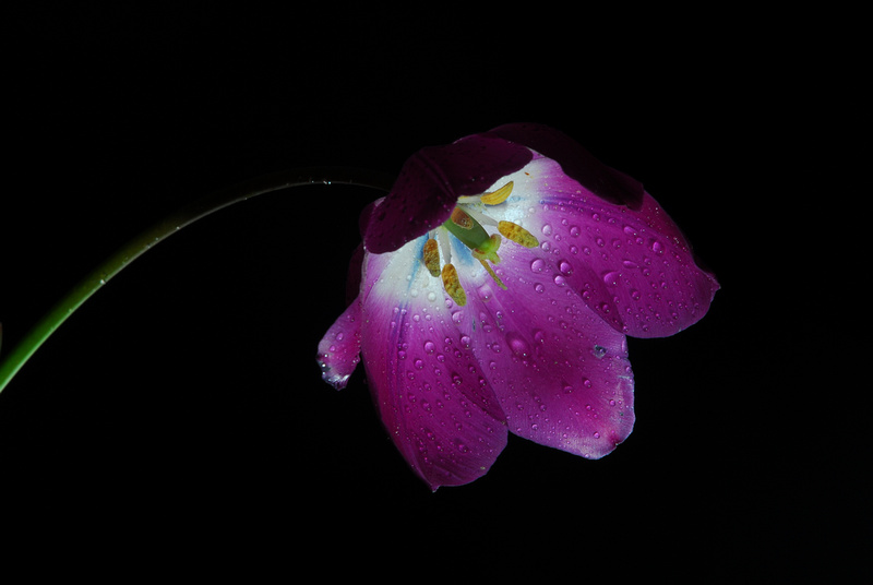 Same purple tulip, shot in vivid mode on Nikon D200.