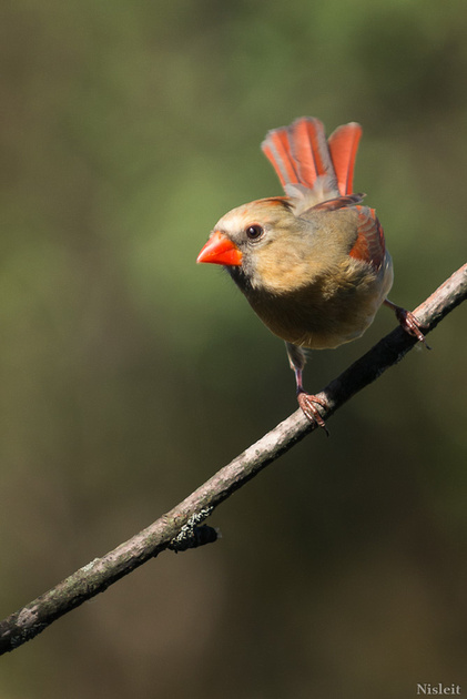 Nesting female cardinal resting on tree branch.