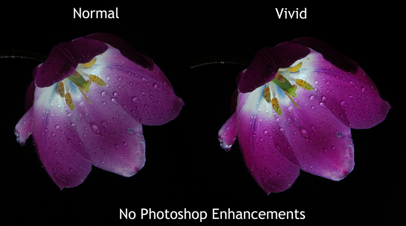 Vivid setting side-by-side demonstration, Nikon D200.