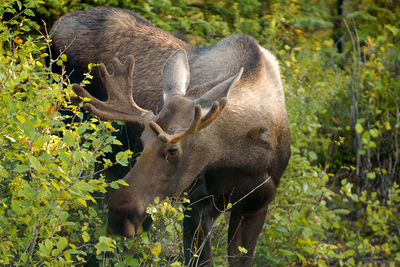 Young bull moose in Denali National Park, Alaska